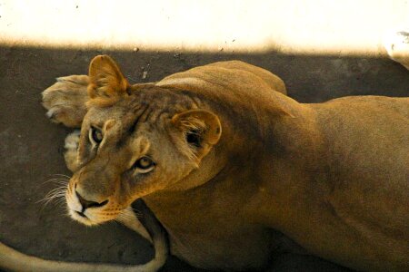 Animal female lion