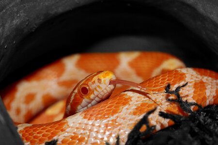 Yellow pantherophis guttatusschlange