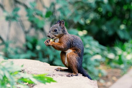 Squirrel Eating a Nut against Blurred Background photo