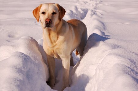 Pet domestic canine photo