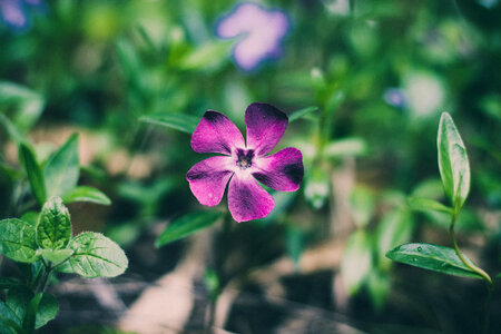 Focus on Single Vinca Flower against Blurred Foliage Background photo