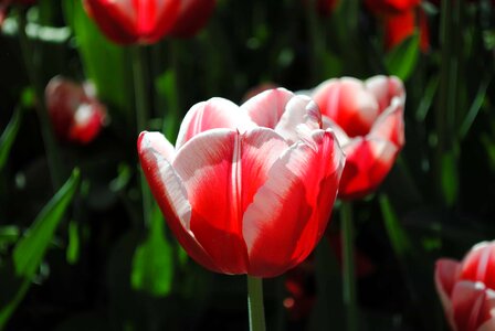 Beautiful Flowers beautiful photo biology