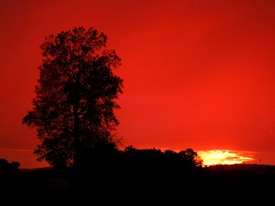 Sunset tree horizontally photo