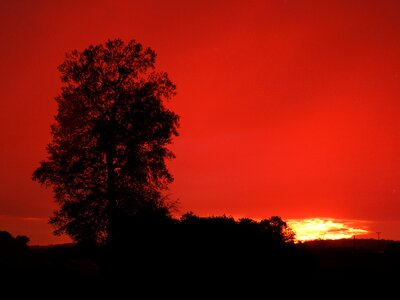 Sunset tree horizontally