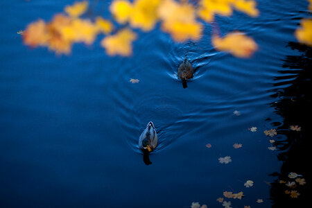 Ducks On Lake photo