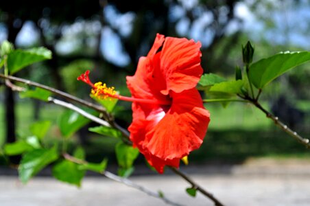 Blooming blossom blossoming