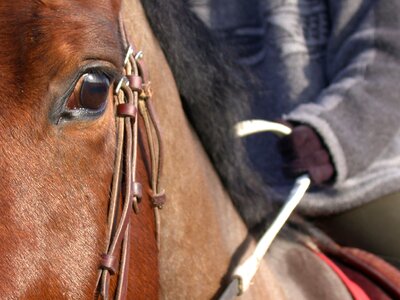 Bai color horse head halter photo