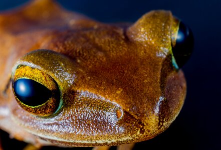 Anuran frog amphibians