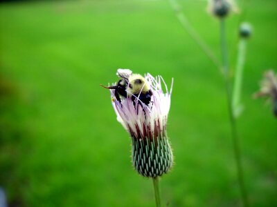 Bee blossom Dipsacus fullonum