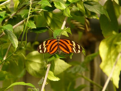 Lentinus passionsblumenfalter butterflies lepidoptera photo