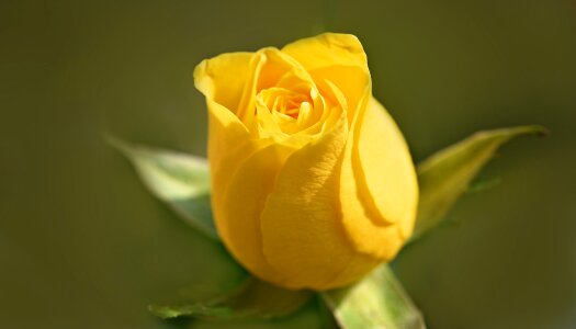 Bloom yellow yellow flower