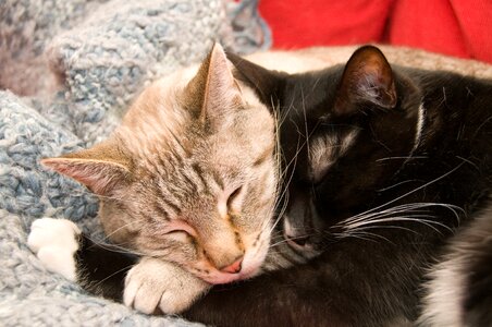 Cuddle furry love photo