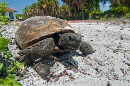 Animal sand tortoise