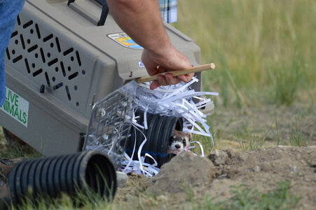 Black-footed Ferret reintroduction