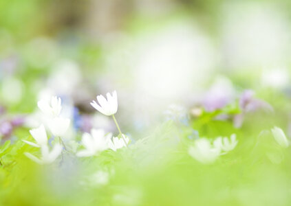 Grass in focus and lot of daisy out of focus photo