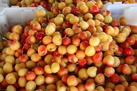 Antioxidant cherry daylight