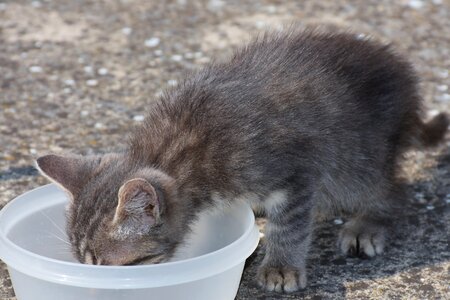 Pet grey cat face