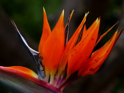 Beautiful Flowers beautiful photo bloom