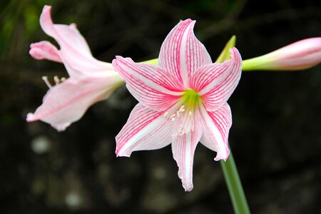 Flower nature summer
