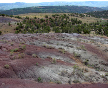 Debeque phacelia habitat photo