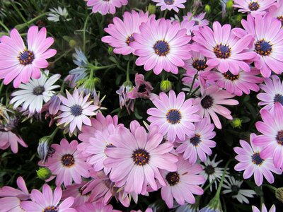 Flowers plant garden