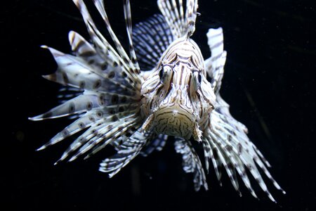 Pteroinae pteroini lion fish photo