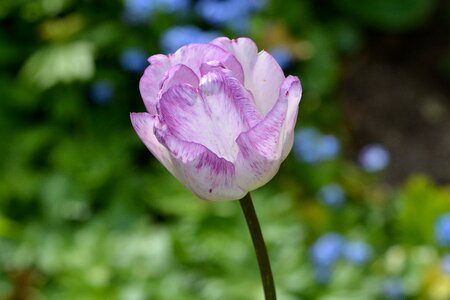 Bloom purple-white garden photo