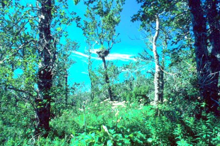 Bald Eagle eagle habitat photo