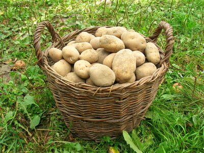 Potatoes basket harvest