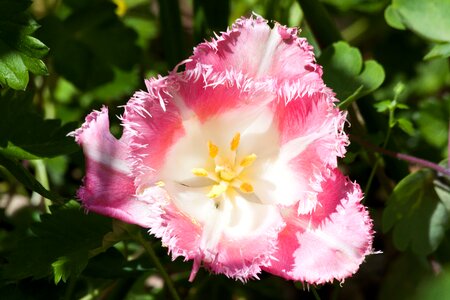 Flower schnittblume blossom