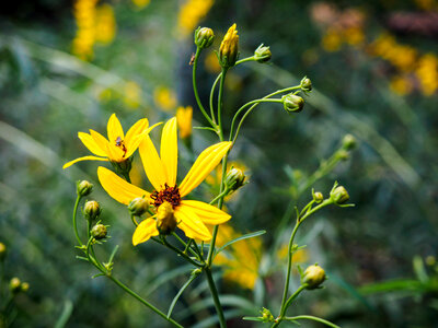 Yellow Flowers in Garden photo