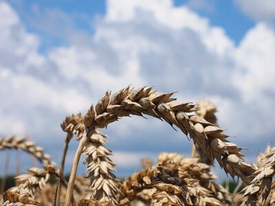Agricultural agriculture beautiful photo