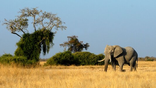Botswana savuti animals photo