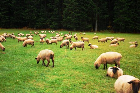 Farm flock pasture photo