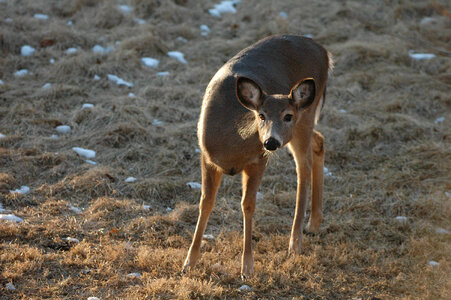 White-tailed Deer