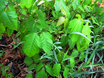 Flowers gift Toxicodendron radicans