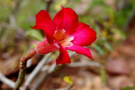 Red Flower
