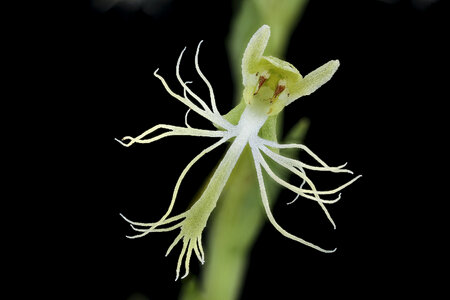 Green-fringed Orchid