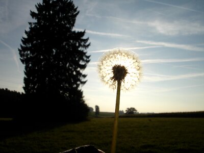 Flower nature sun