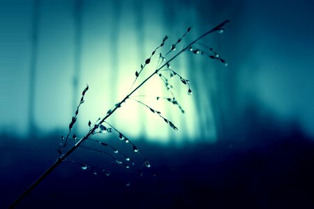 Night nature mystical