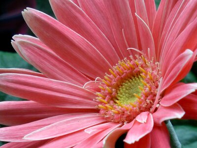 Floral red bouquet photo