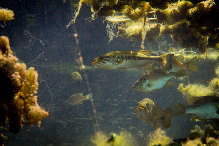 Largemouth bass and sunfish shelter under vegetation