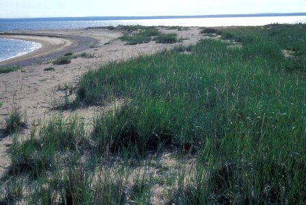 Island sand 