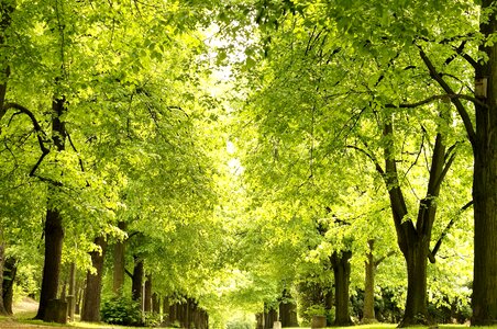 Forest green leaves landscape