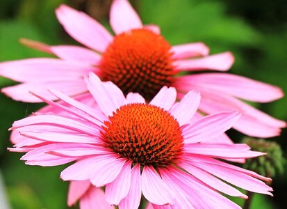 Beautiful Flowers blooming blossom