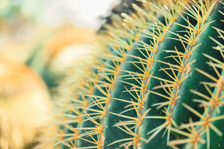 Closeup view of green cactus photo
