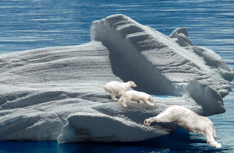 Polar bear cub arctic cold photo