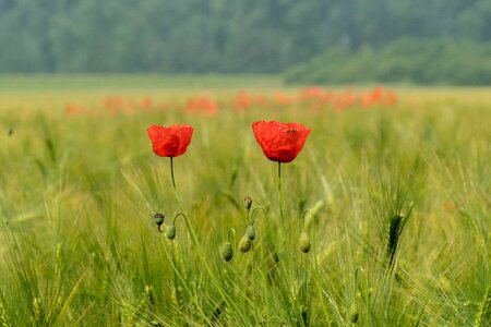 Agriculture beautiful flowers beautiful photo