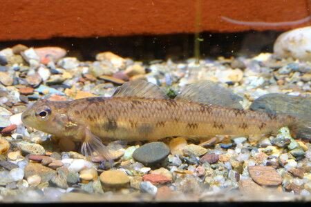 Cumberland darter
