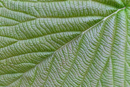 Chlorophyll details green leaf photo